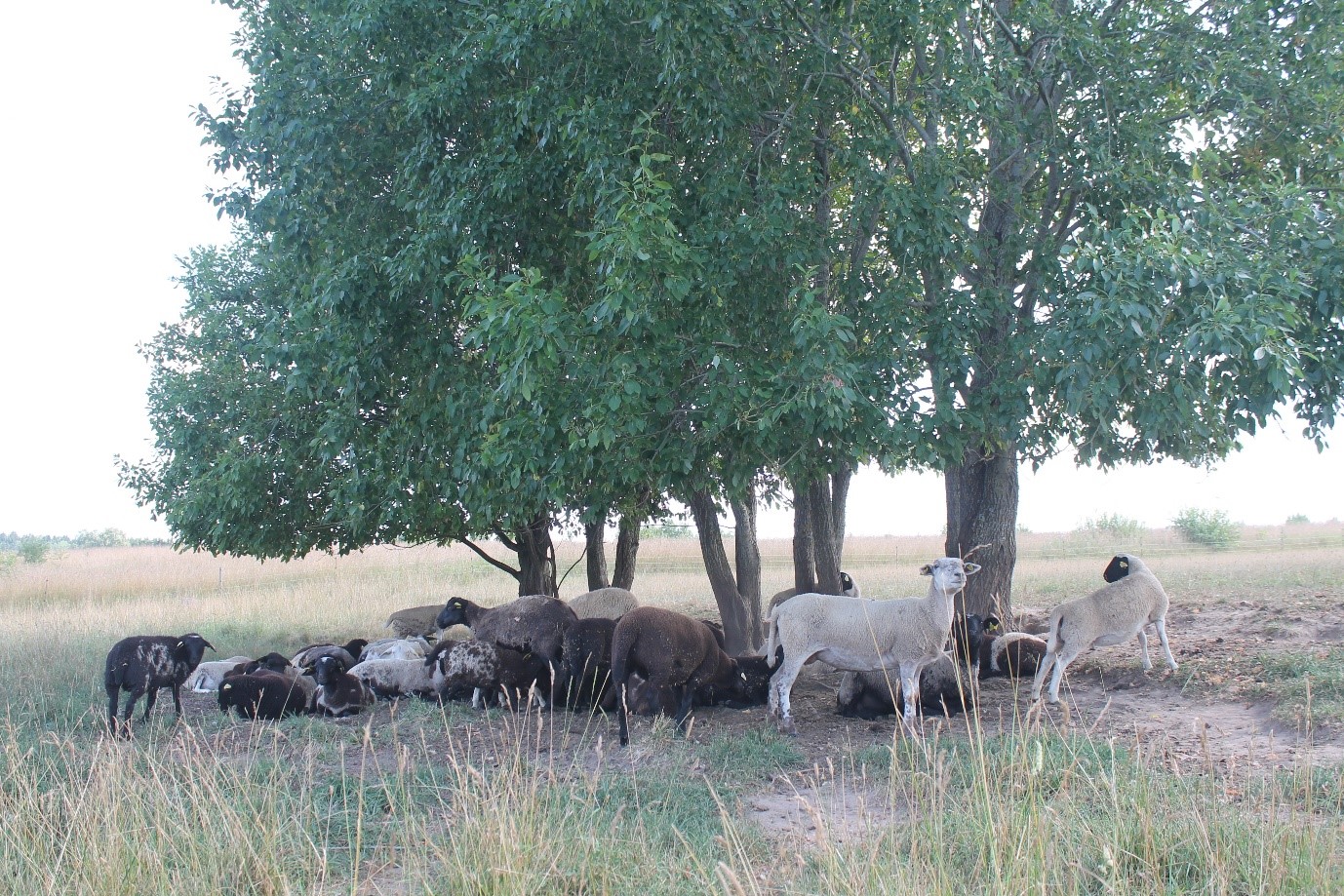 Lambad Aveliina Helmi karjamaal