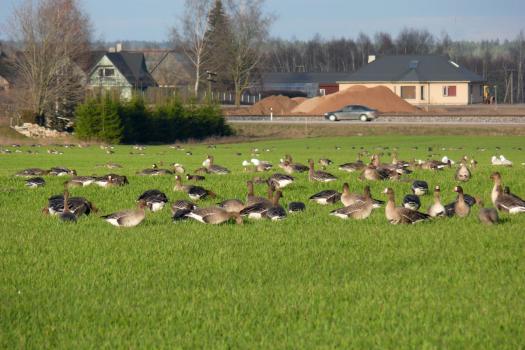 Haned põllul söömas, taustal on põõsad, puud, majad ja autotee, kus sõidab üks hall auto. Foto: Anneli Palo.