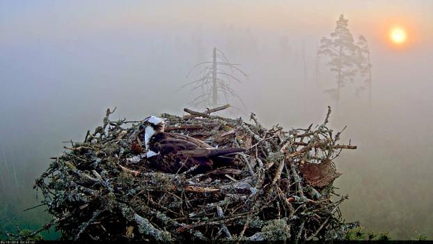 Foto: Urmas Sellis, pildil on Ilmatsalu kotkapesa, mida on aastast 2013 veebikaamera abil näha saanud väga paljud silmapaarid.