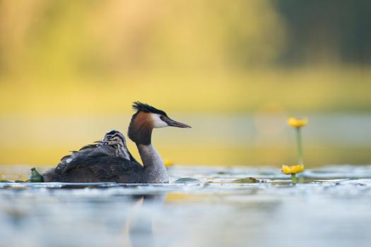 Foto: Kalmer Lehepuu (allikas Eesti Ornitoloogiaühingu aasta linnu koduleht)